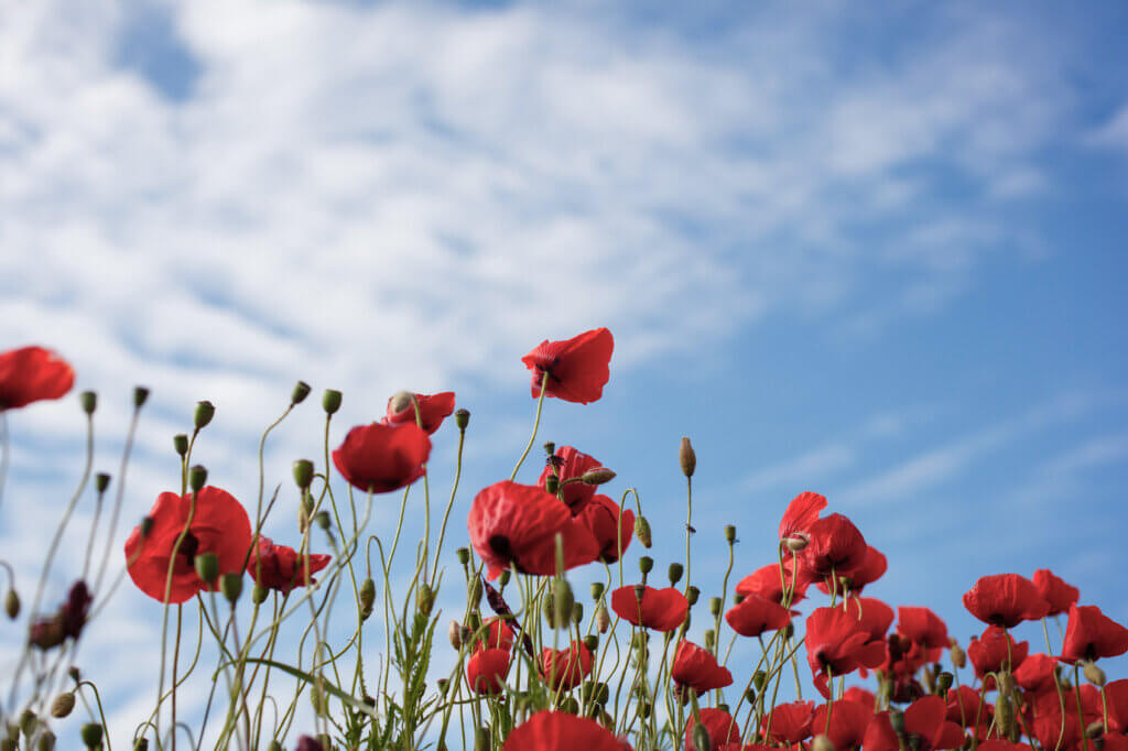 World War One Poppies